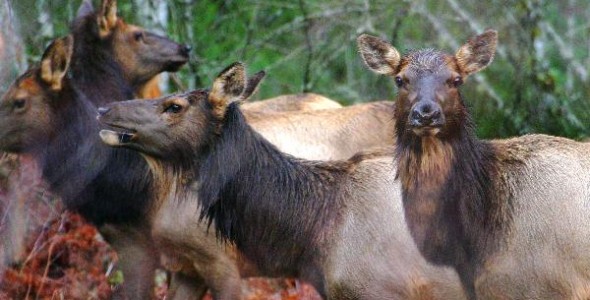 Elk